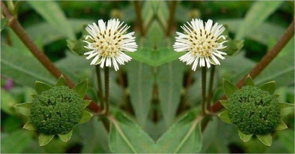 bhringraj hair oil herb