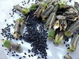 black Sesame seed plant overview