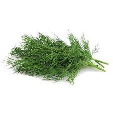 dill herb