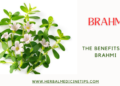Brahmi Benefits