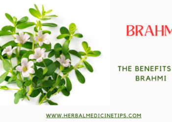 Brahmi Benefits