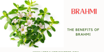 Brahmi Benefits