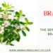 Brahmi Benefits