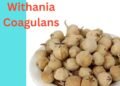 Withania Coagulans