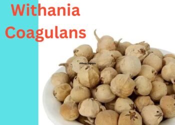 Withania Coagulans