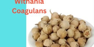 Withania Coagulans