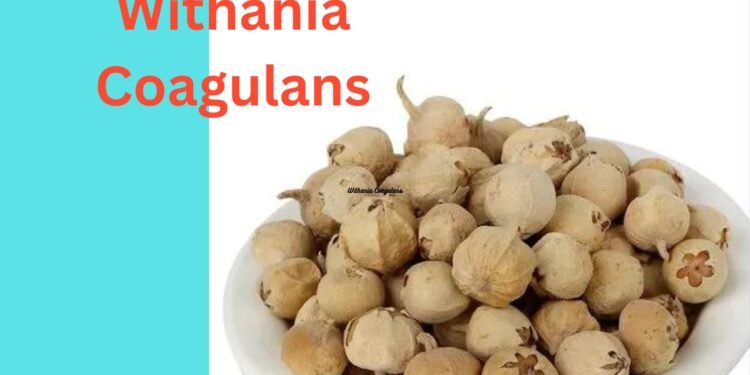 Withania Coagulans